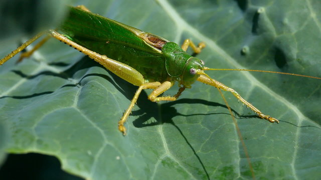 Grasshopper on the leaf of cabagge