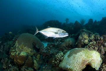 Yellow Jack