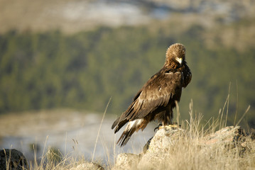Aguila real posada