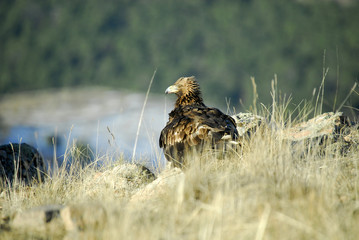 El aguila real