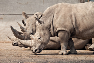 Obraz premium Three rhinos at Knowsley Safari Park, UK