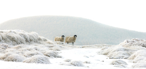 Naklejka premium sheep in snow