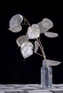 Money Plant