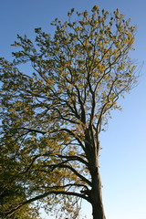 Autumn tree