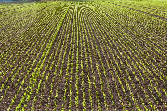 field in beautiful light
