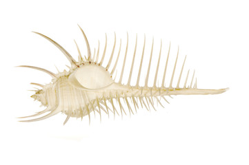 venus comb on a white background