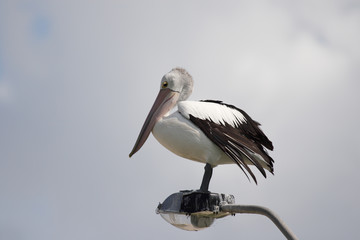 Brillenpelikan (Pelecanus conspicillatus)