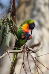 Allfarblori (Trichoglossus haematodus)