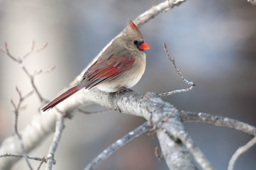 Northern cardinal on a branch