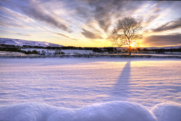 Tree in snow scene with dramatic sunset