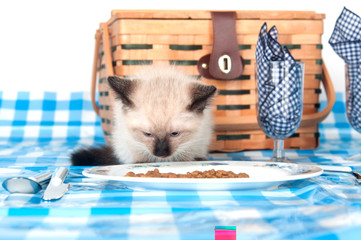 Kitten picnic