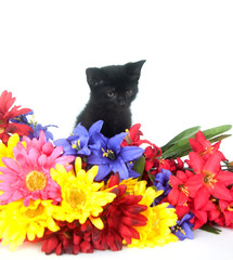 cute black kitten and flowers