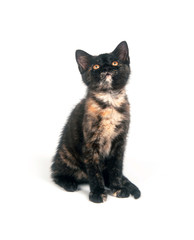 Cute kitten on white background