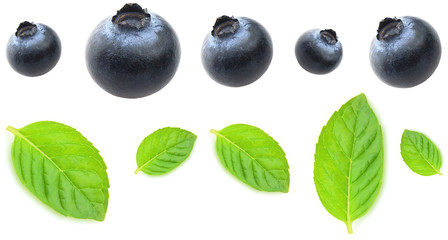 Blueberry with leaves of mint