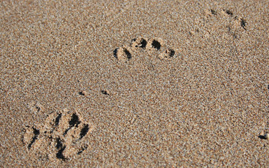 Dog Footsteps On Sands