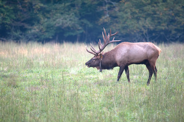 American elk bull