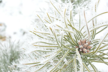 drzewo iglaste zimą © konik60