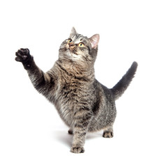 cat swinging its paw