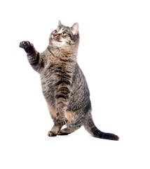 Fototapeta premium cat swinging its paw