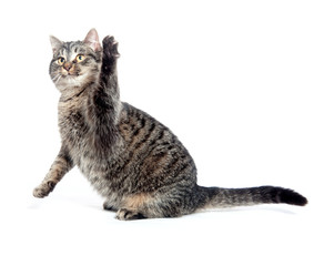 cat swinging its paw