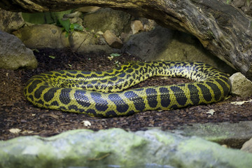 Serpente