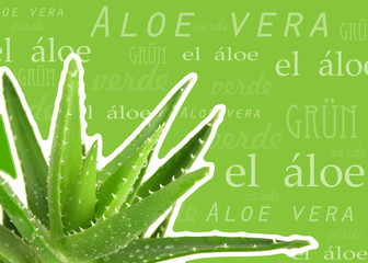 aloe vera