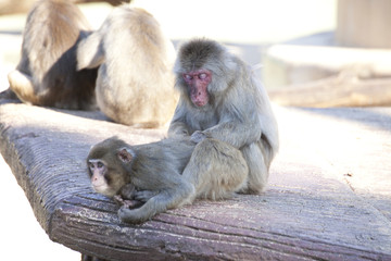 Macachi del Giappone