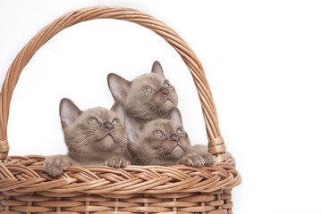 Fototapeta na wymiar Burmese cats in big basket
