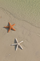 Fototapeta na wymiar Couple of starfish on a tropical beach, tide coming in