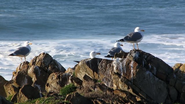 group of seagulls in the rocks with ocean background