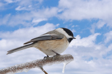 a chickadee perched on an icy limb against an open sky