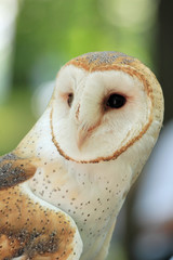 a north american barn owl in a perched position