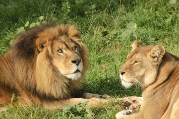 pair of lions feeding