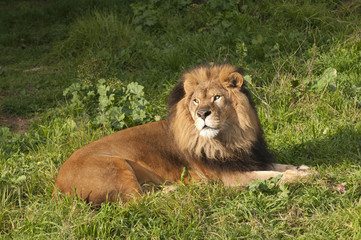 Panthera Leo © Jeffrey Banke