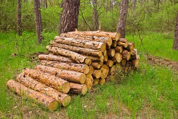 heap of firewoods in a forest glade