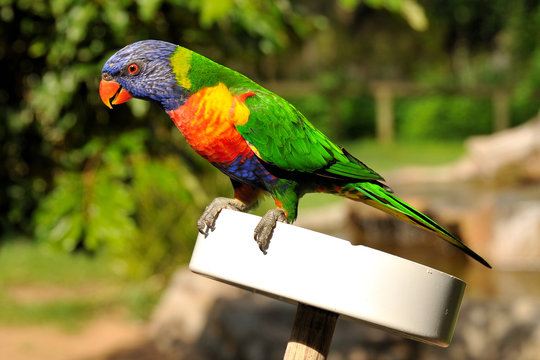 Rainbow lorikeet is sitting on a feeding plate