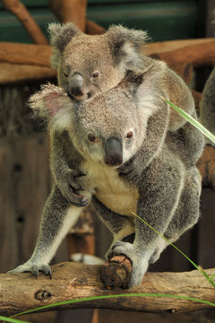 Koala mom with joey on her back