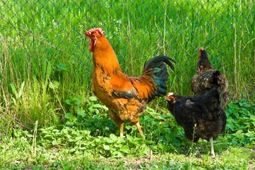cock and hen
