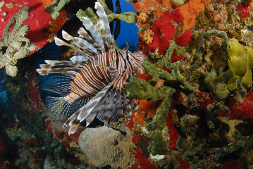 Lion fish on red background