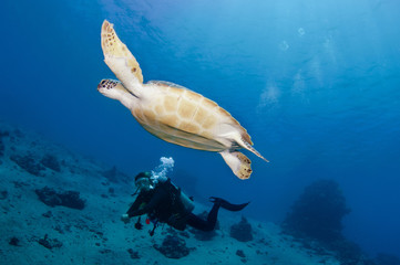 sea turtle with scuba diver