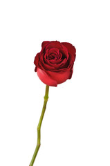 red rose on white background