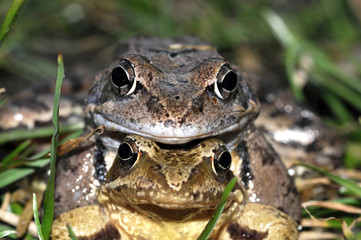 Frogs