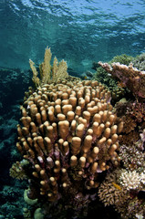 Naklejka na ściany i meble coral colony