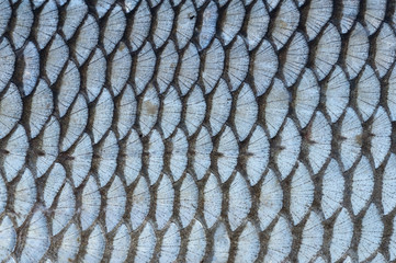 Fish Scale © Zbyszek Nowak