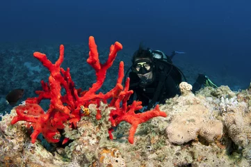 Gordijnen scuba diver with red coral © JonMilnes