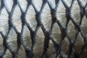 Fish Scale © Zbyszek Nowak
