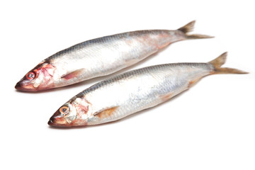 herrings isolated on a white studio background.