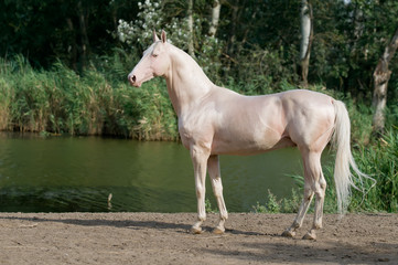 Naklejka na ściany i meble cremello akhal-teke horse stallion portrait
