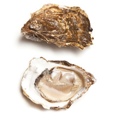 Rock oysters isolated on a white studio background.