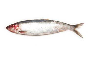 Freh herring isolated on a white studio background.